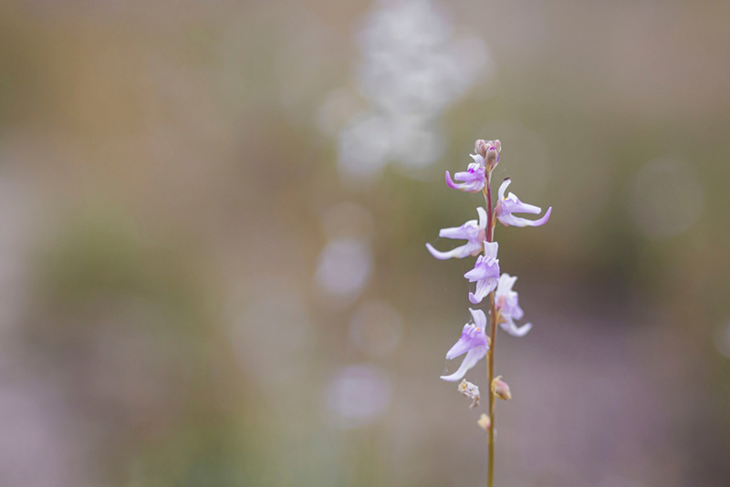 บุปผาราชินี ทิพเกสร