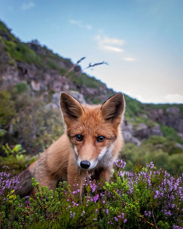 สุนัขจิ้งจอก