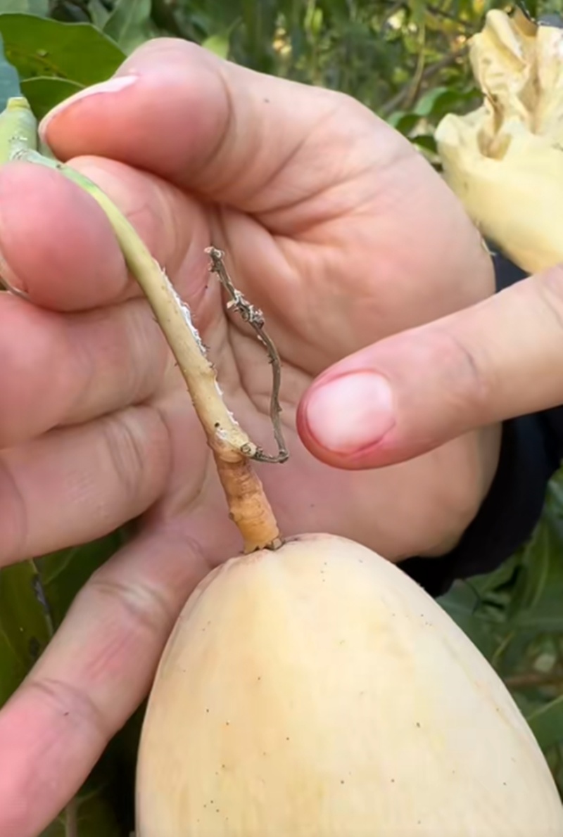 เพ็ชร ฐกฤต เปิดสวนมะม่วง