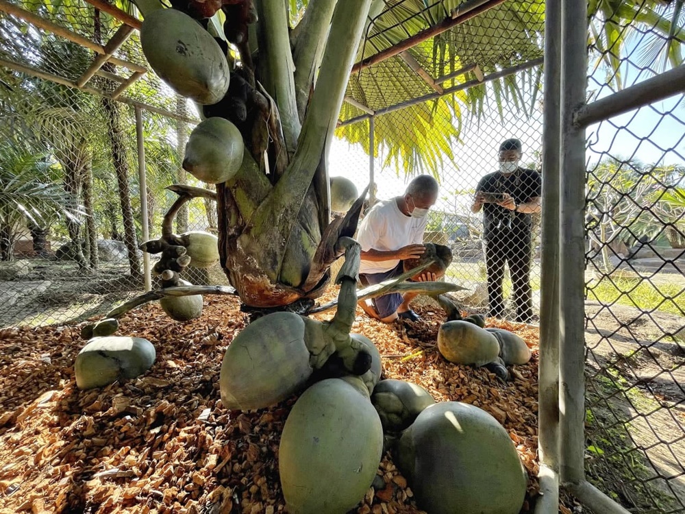 สวนนงนุช