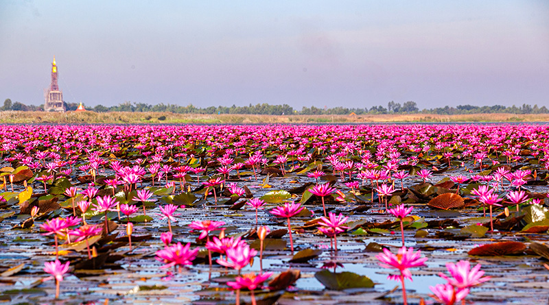 ทะเลบัวแดง อุดรธานี 2568-2569