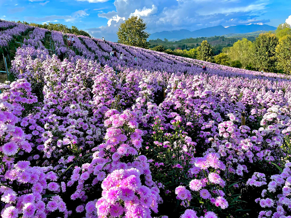 สวนดอกไม้ เขาค้อ