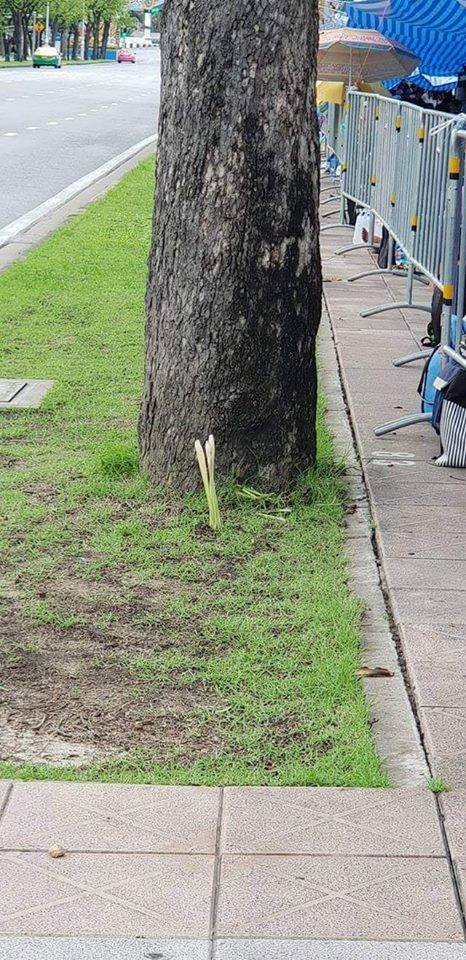 ปักตะไคร้