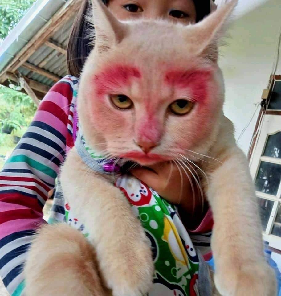 แต่งหน้าแมว