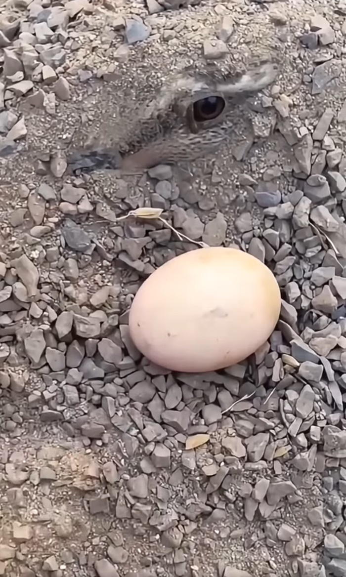 ไข่ปริศนา