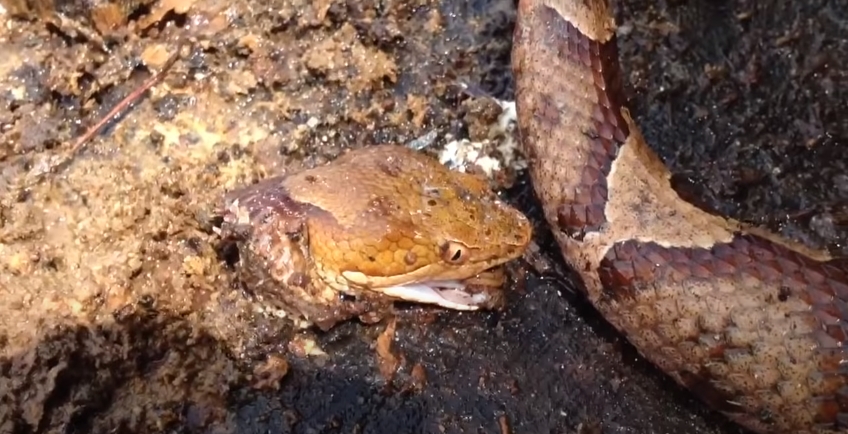 งูกัดหางตัวเอง