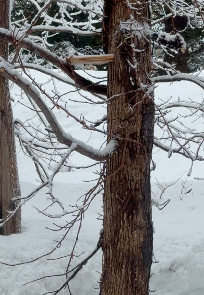 หน่อย บุษกร