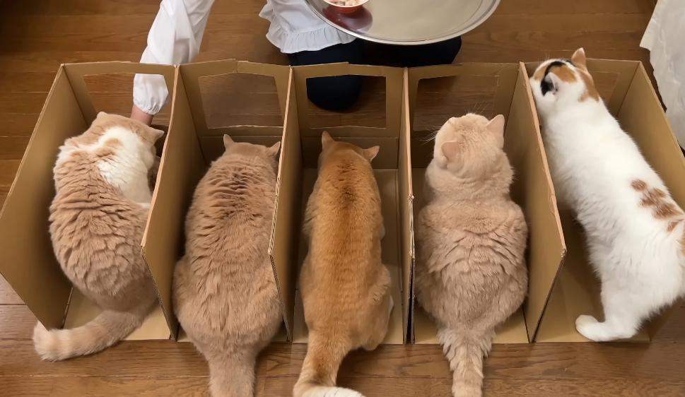 แมวกินข้าว