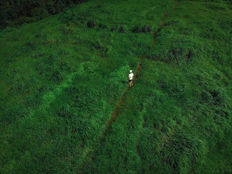 ทุ่งดอกไฮเดรนเยีย