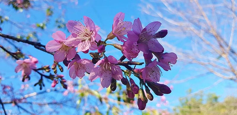 ดอกนางพญาเสือโคร่ง 2563