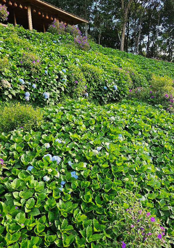 ร้านคาเฟ่บนดอย ยอดดอยม่อนแจ่ม