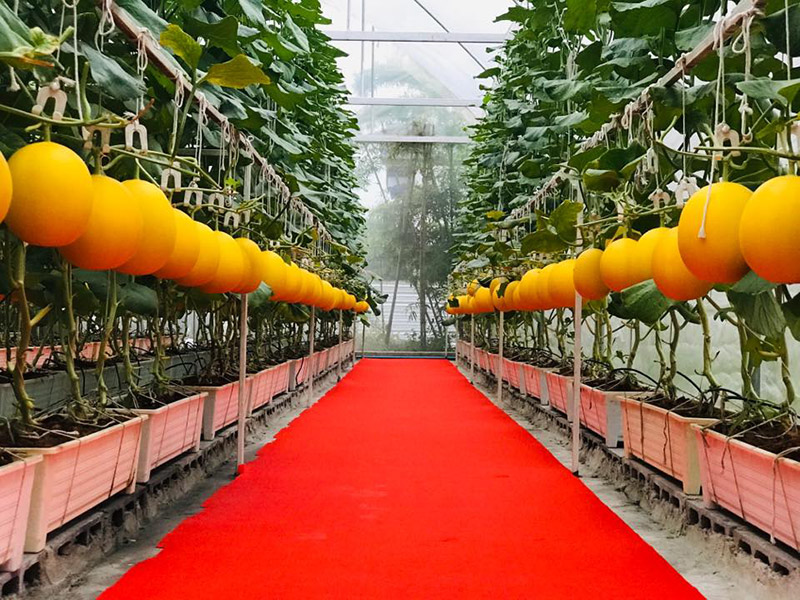 ร้านคาเฟ่สวนผลไม้