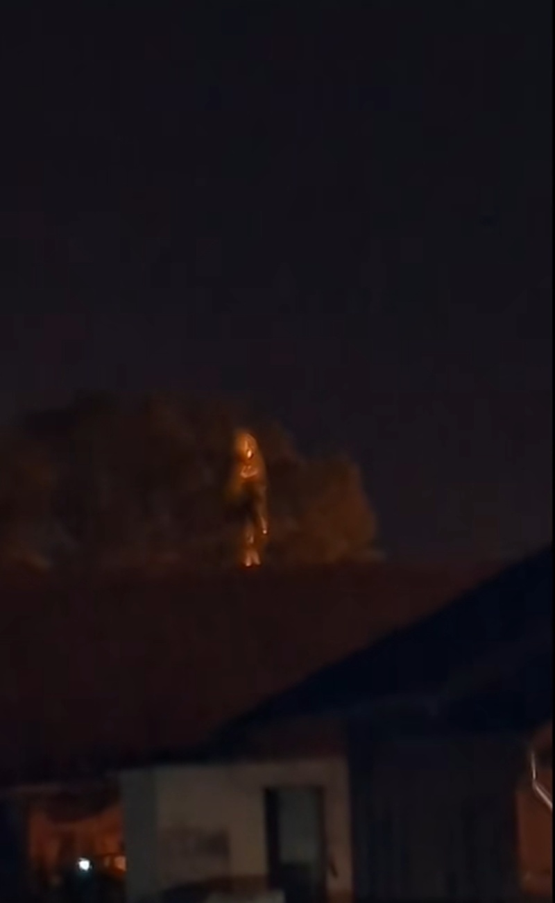 นกเค้าแมว