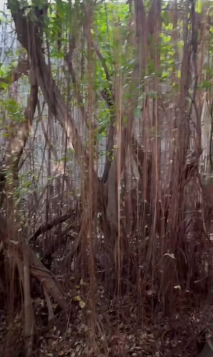 บ้านสีชมพู