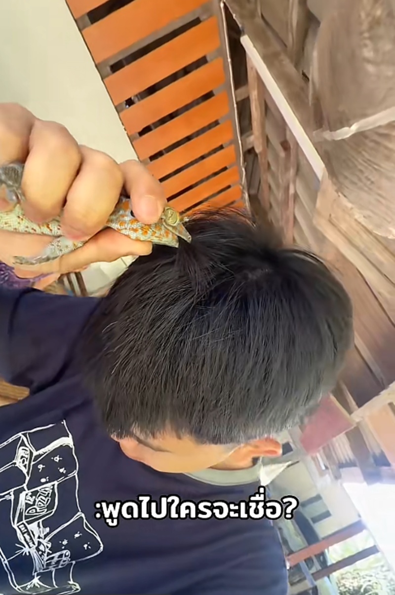 ตุ๊กแกกัด