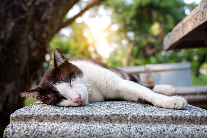 แอโรบิค สวนลุม