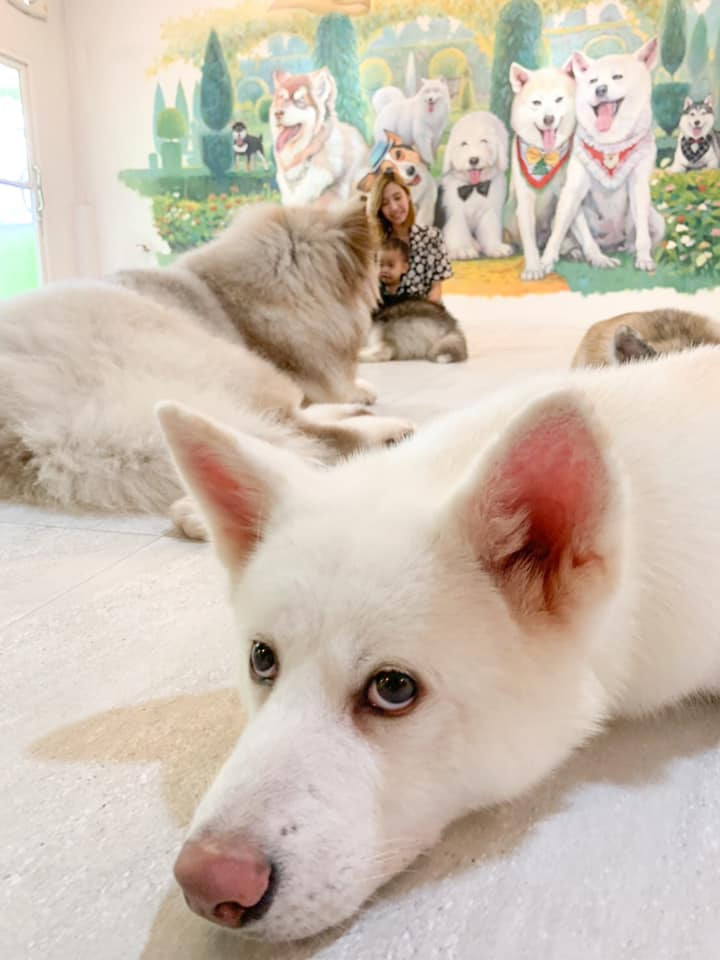 ร้านคาเฟ่สัตว์