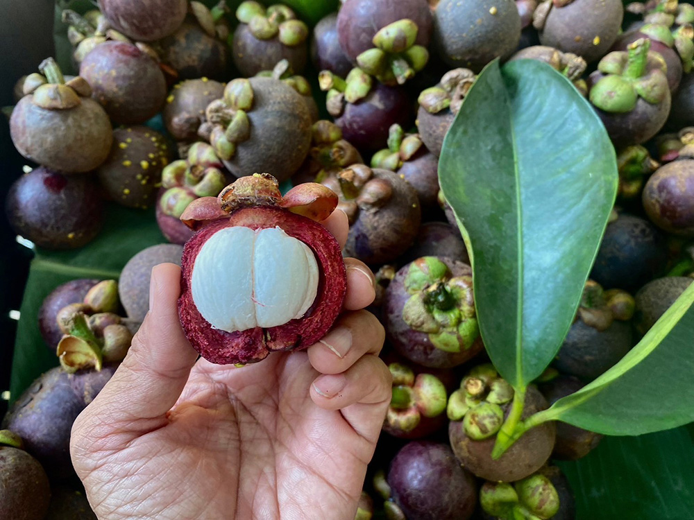 มังคุด สวนทุเรียนกรีฑา ปราจีนบุรี
