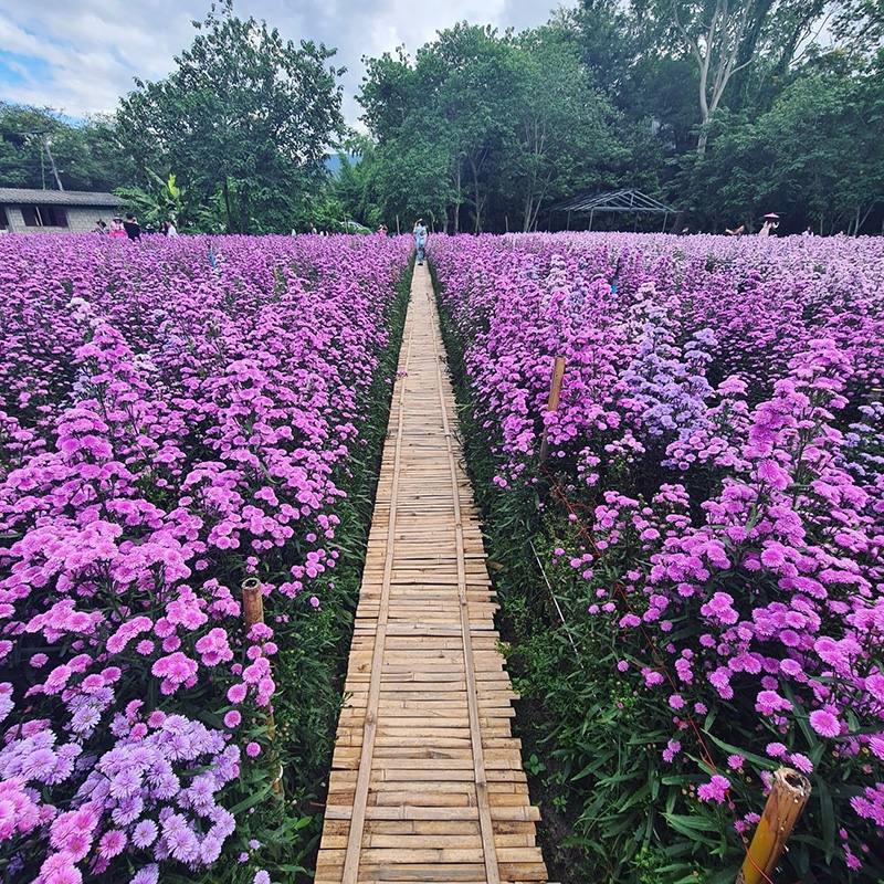 ไร่กลิ่นเกสร เชียงใหม่