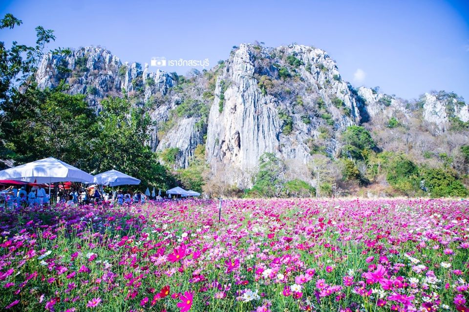 ทุ่งคอสมอส สระบุรี