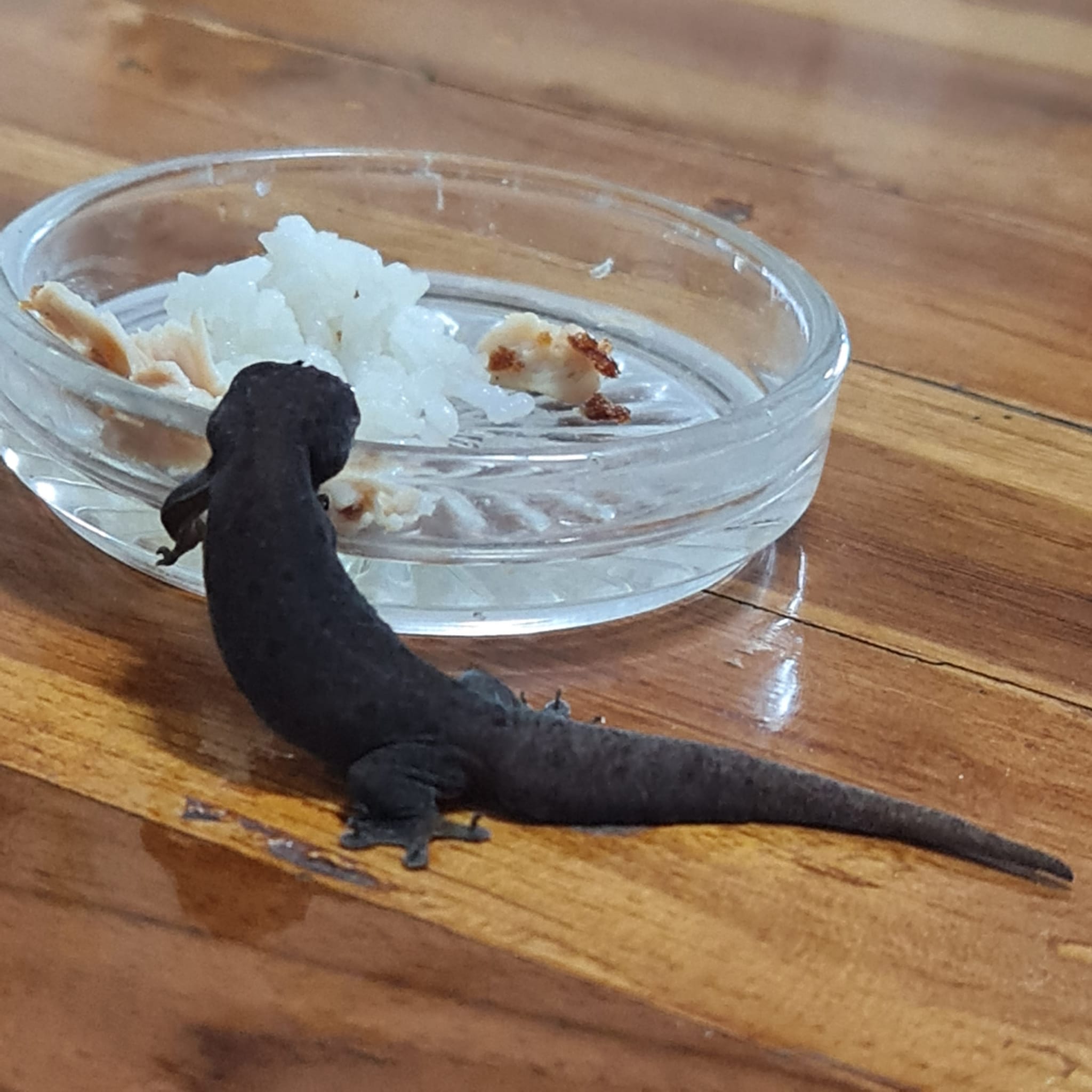 เลี้ยงจิ้งจก