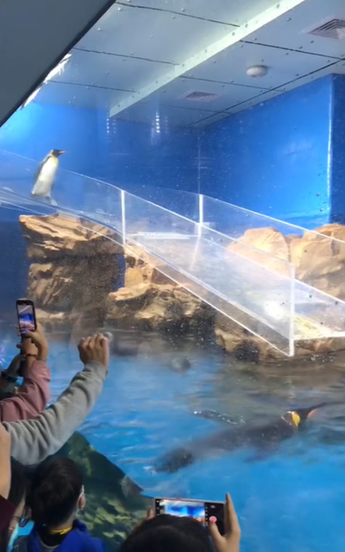 นกเพนกวิน