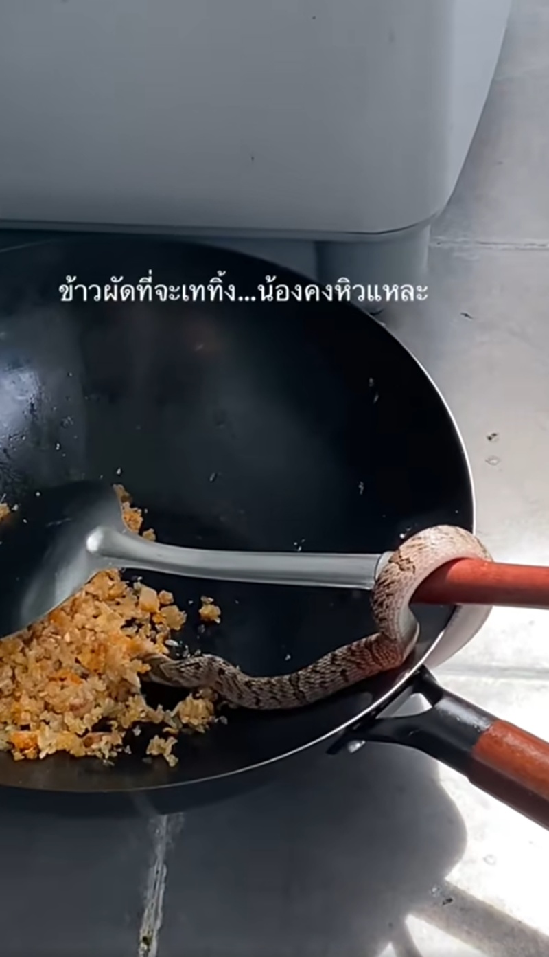 งูกินข้าวผัด