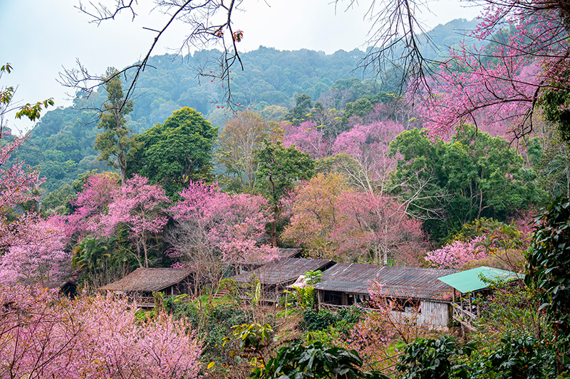 ขุนช่างเคี่ยน จุดชมดอกนางพญาเสือโคร่ง 2568/2569