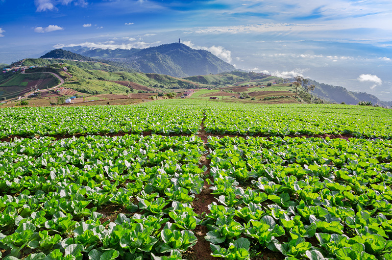 เที่ยววันหยุด ภูทับเบิก