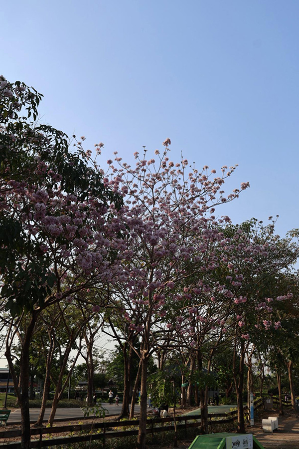 ชมพูพันธุ์ทิพย์ สวนรถไฟ 2569