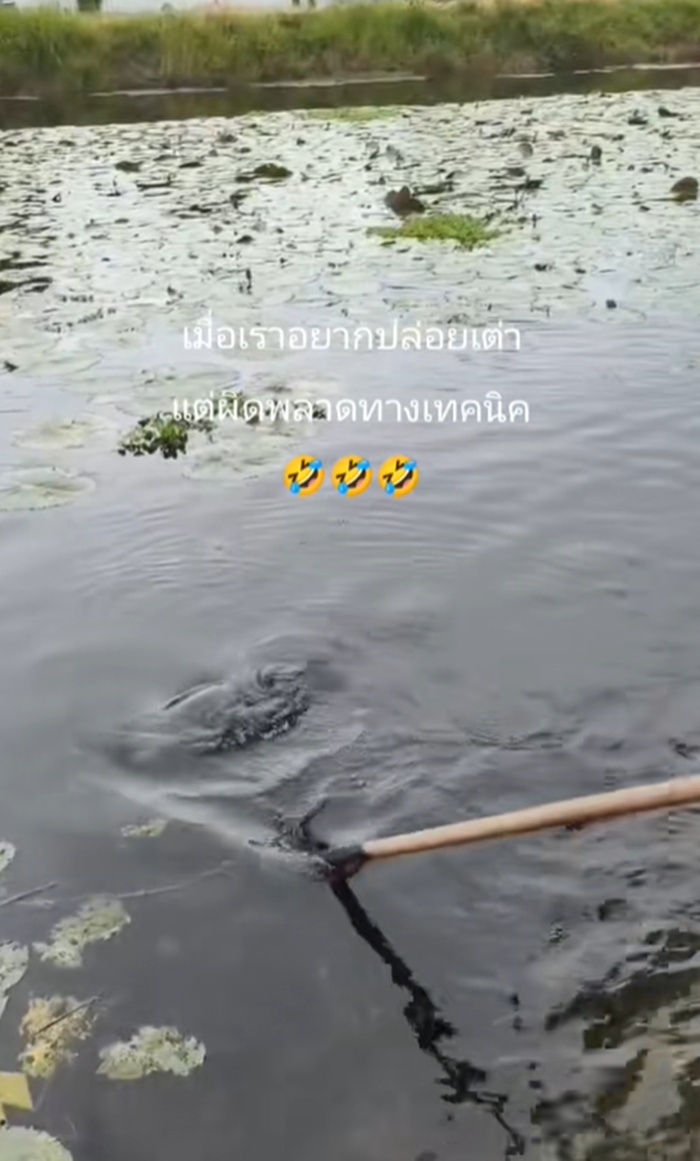 ปล่อยเต่า