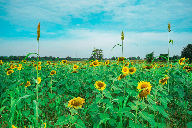 ทุ่งทานตะวัน ลพบุรี