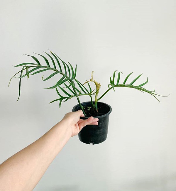 Philodendron Tortum