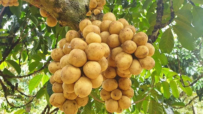 สวนลองกอง 