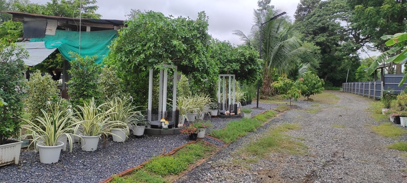 บ้านไม้เก่า