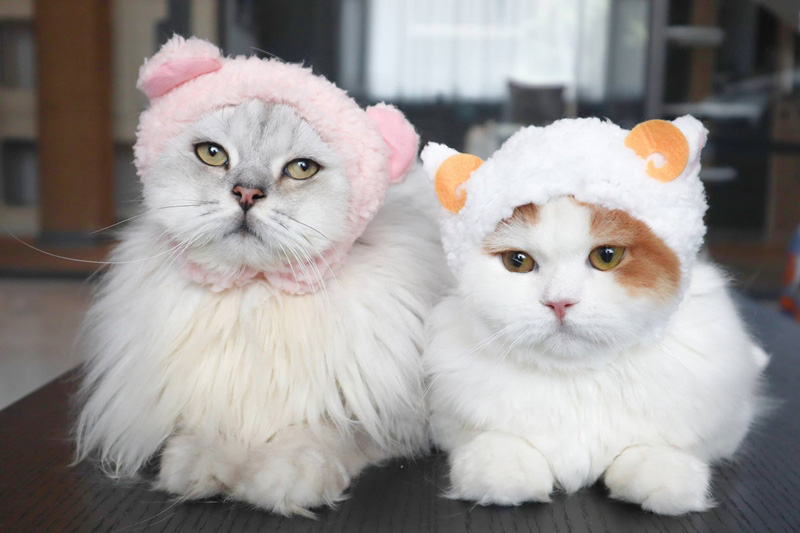 เพจแมวน่ารัก ๆ