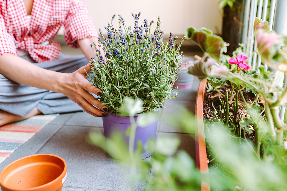 ดอกไม้กลิ่นหอม