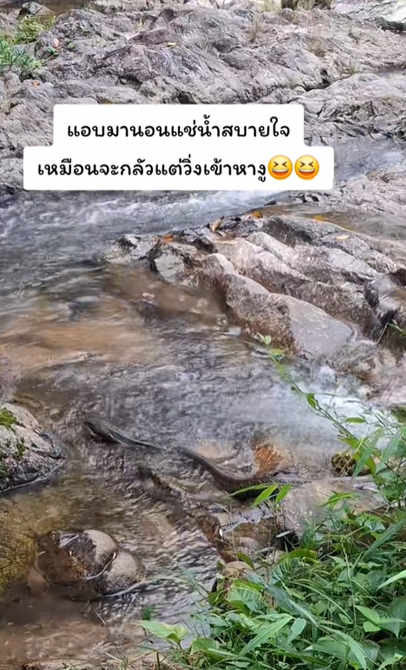 งูจงอาง