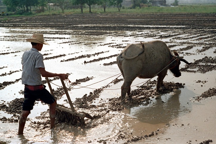 วิถีชีวิตชาวนา