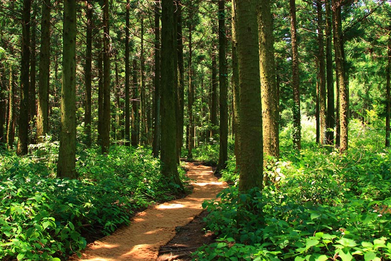 seogwipoforestofhealing