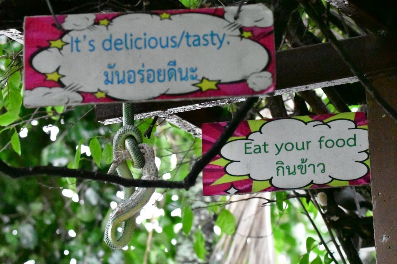 งูเขียว ตุ๊กแก