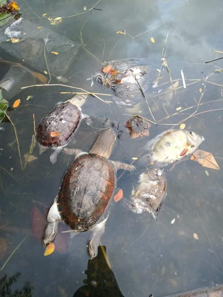 ลอยกระทง