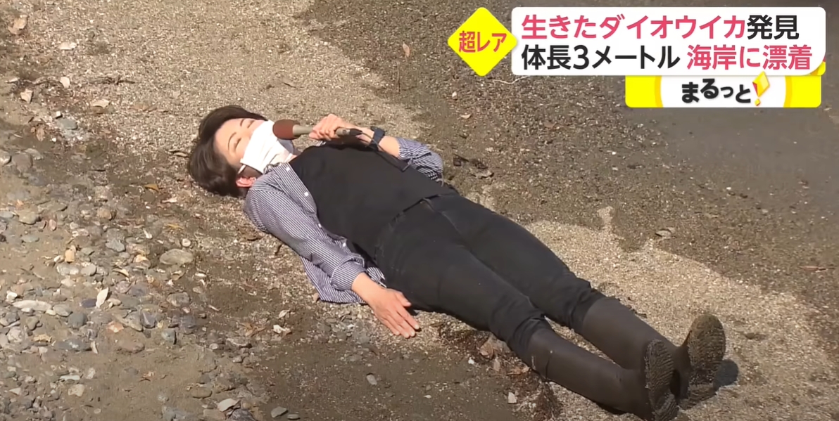 หมึกยักษ์