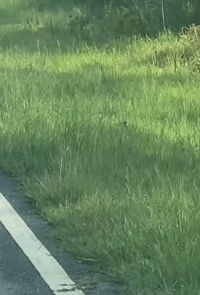 ช่วยเต่า