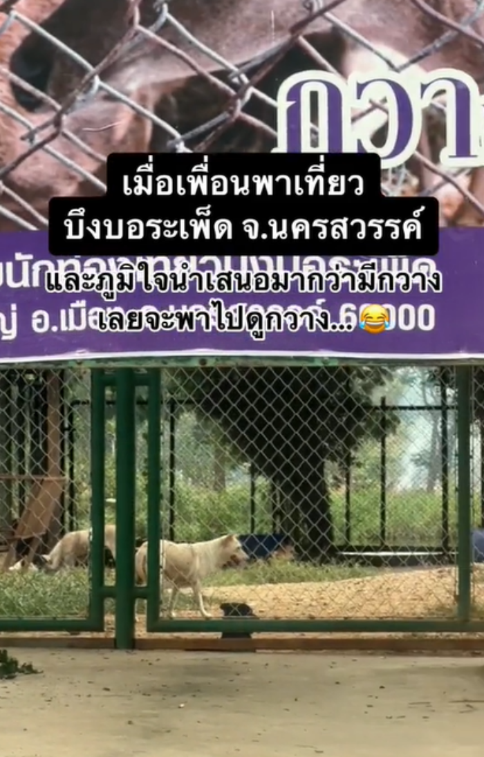 บึงบอระเพ็ด