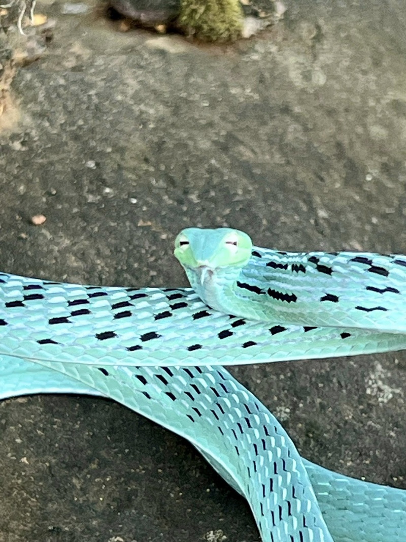 งูเขียวปากจิ้งจก