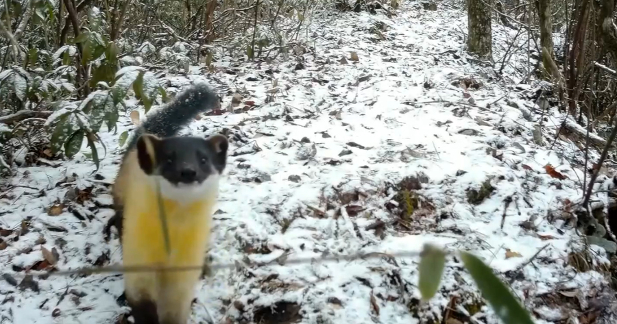 หมาไม้คอเหลือง