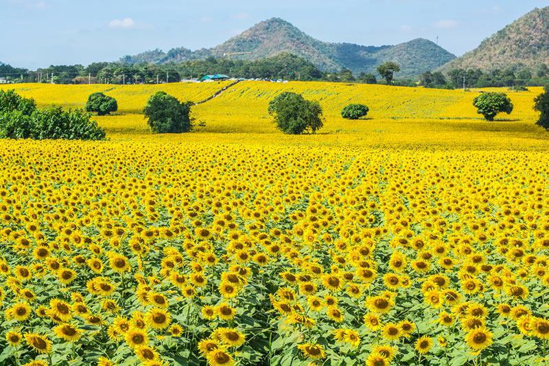 เที่ยววันหยุด