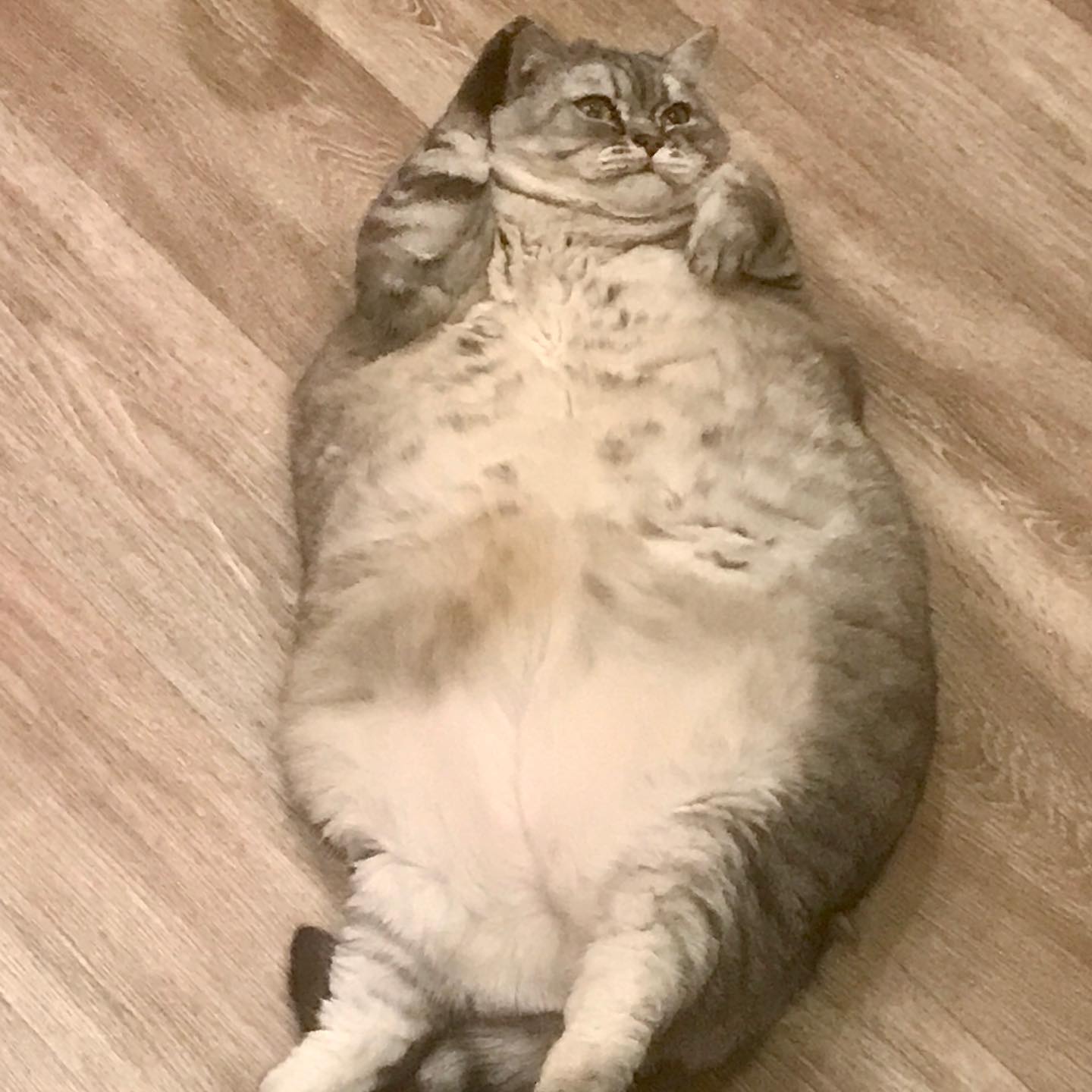 Liznya the Cat