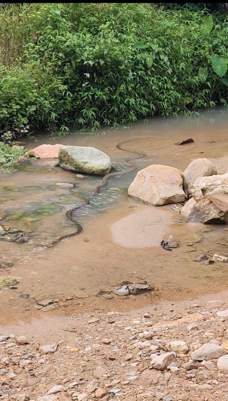 งูจงอาง